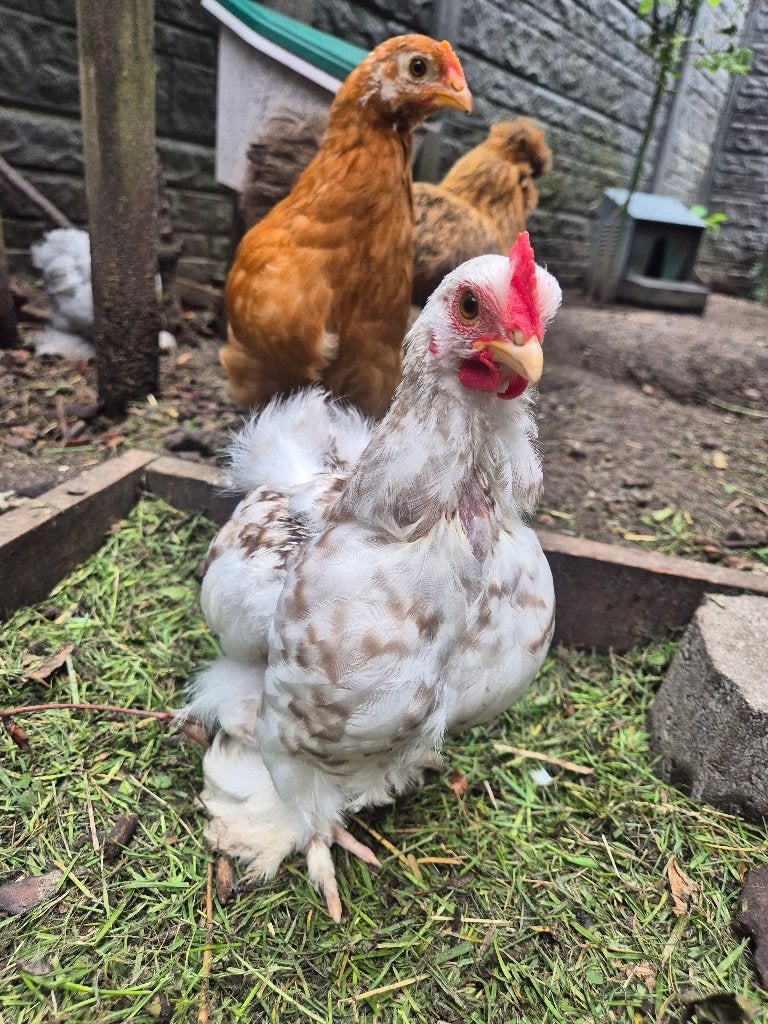 Jonge Cochin Kriel (Columbia), Femelle, Poule ou poulet