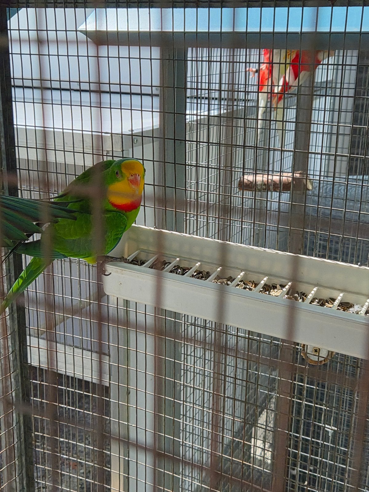 Koppel barabanden te koop, Dieren en Toebehoren