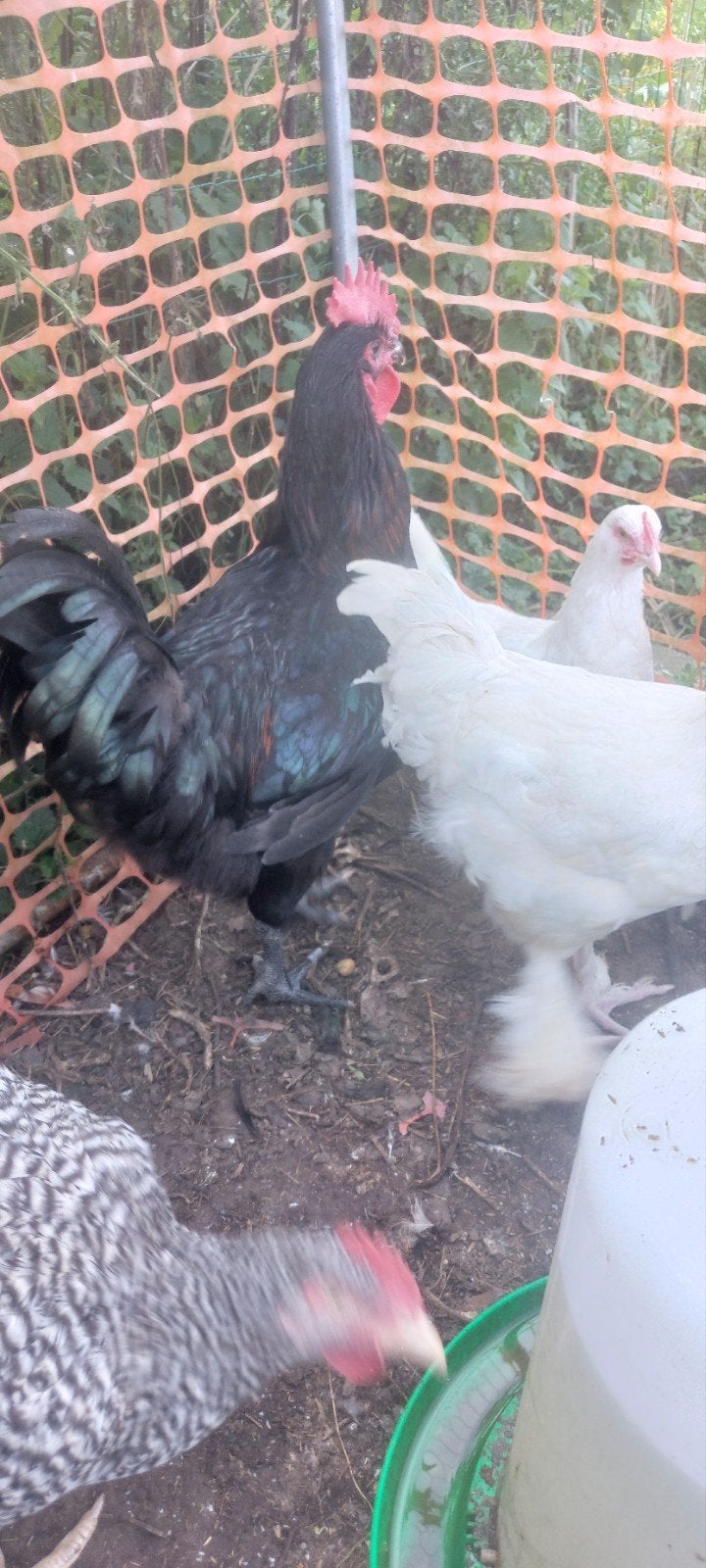 2 grote hanen 4 maand oud, Dieren en Toebehoren, Mannelijk, Kip