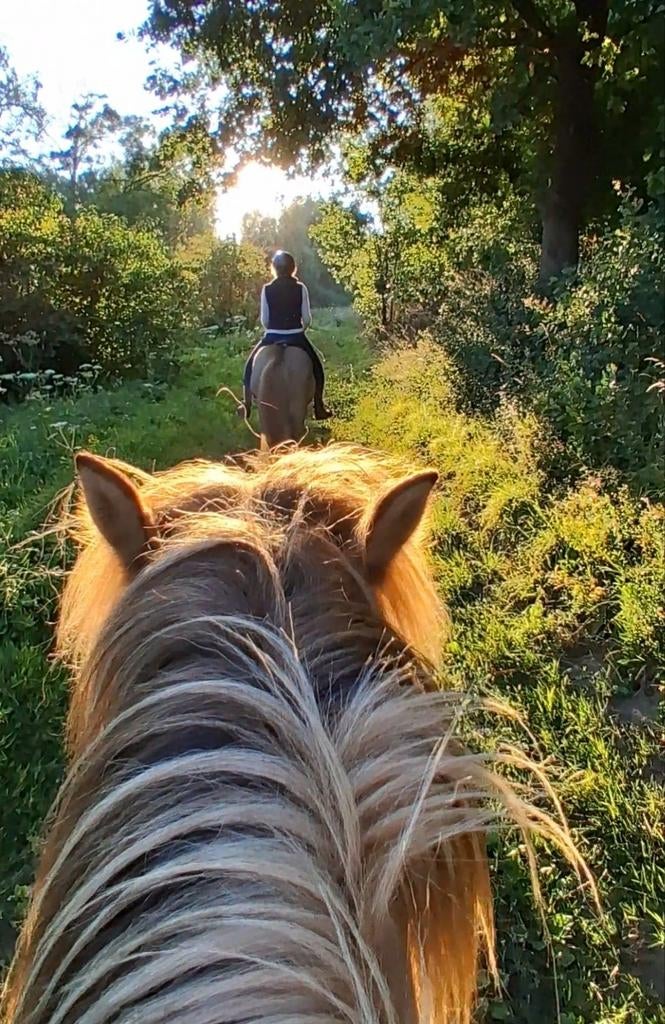Paardrijden op ijslandse paarden