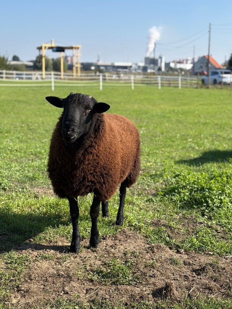 Schapen - lammeren te koop, Dieren en Toebehoren, Meerdere dieren, Schaap, 0 tot 2 jaar