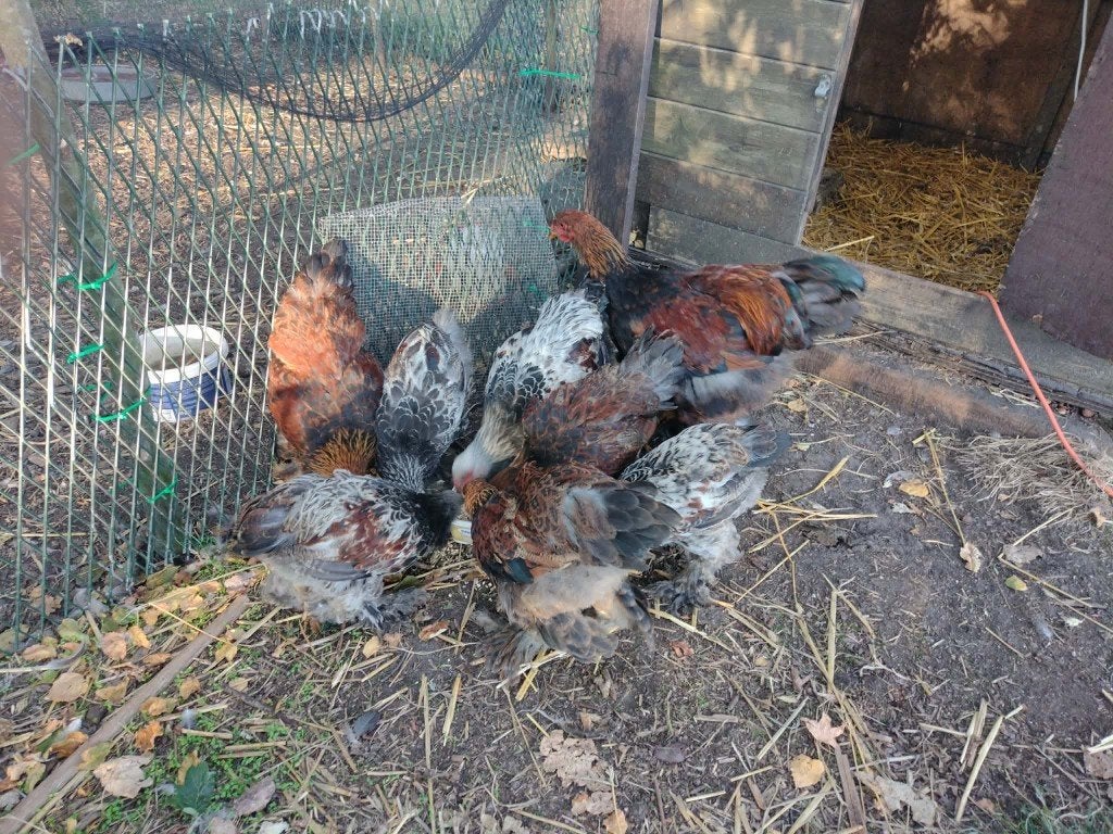 14 brahma hannen en hennen, Plusieurs animaux, Poule ou poulet