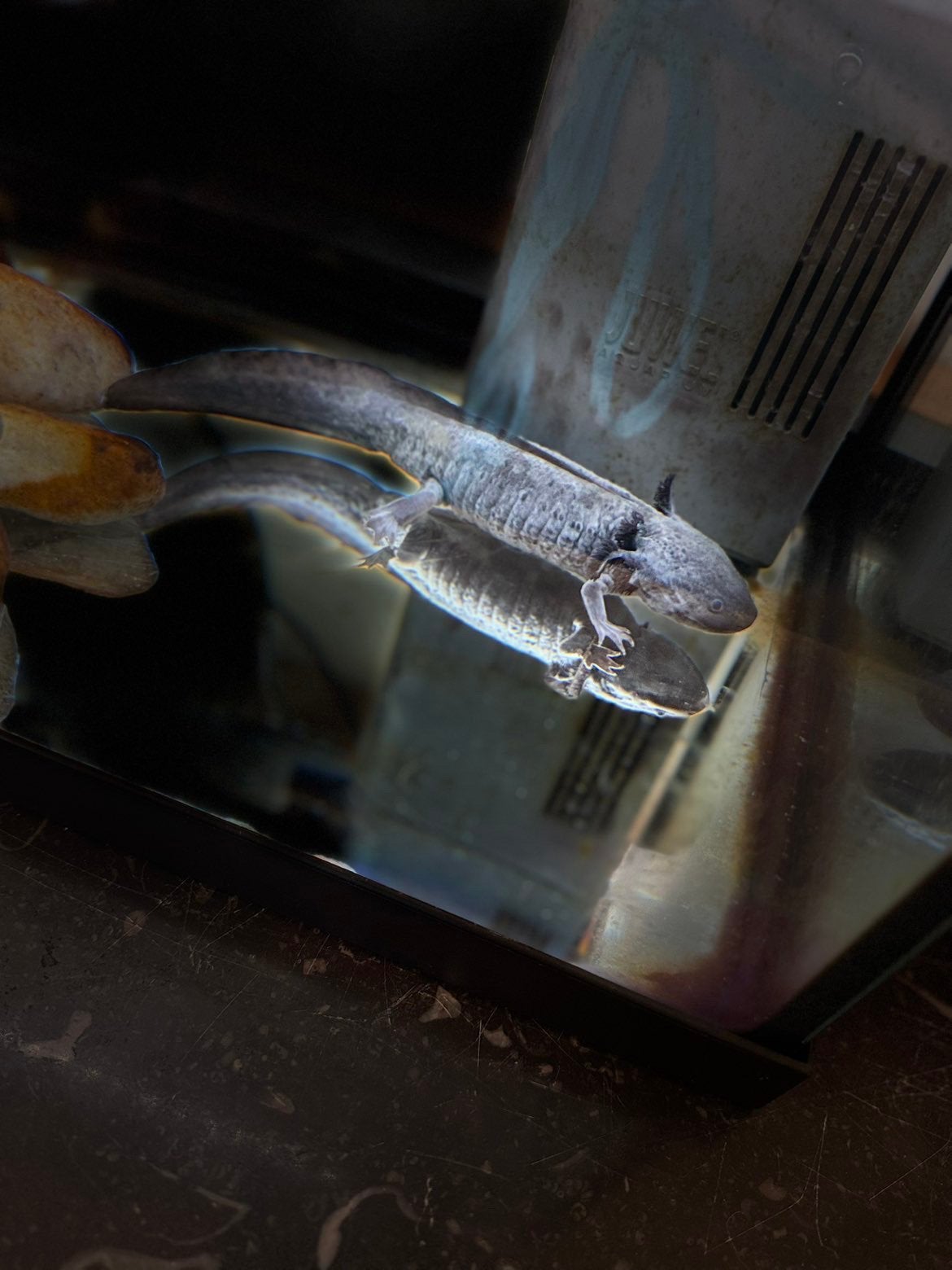 Axolotl