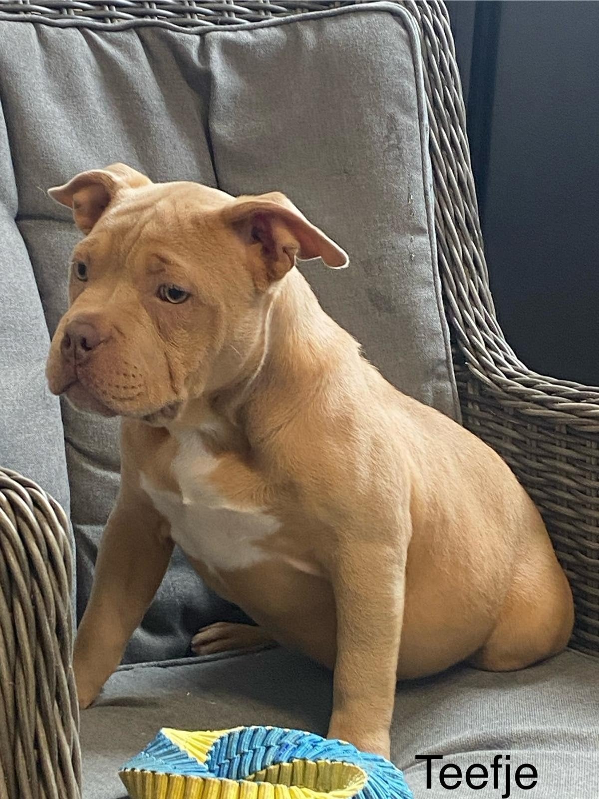 American Bully Puppies standard, 15 semaines à 1 an, Hépatite contagieuse (maladie de Rubarth), Autres races, Éleveur | Professionnel