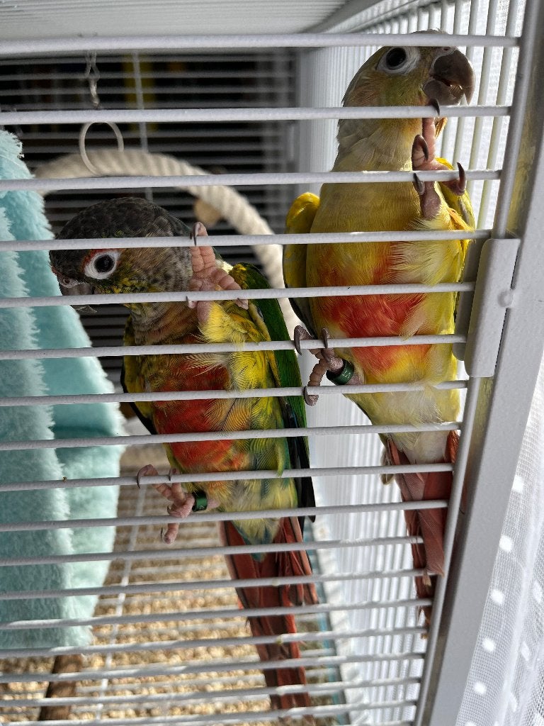 Tamme pyrrhura, Meerdere dieren, Parkiet, Tam