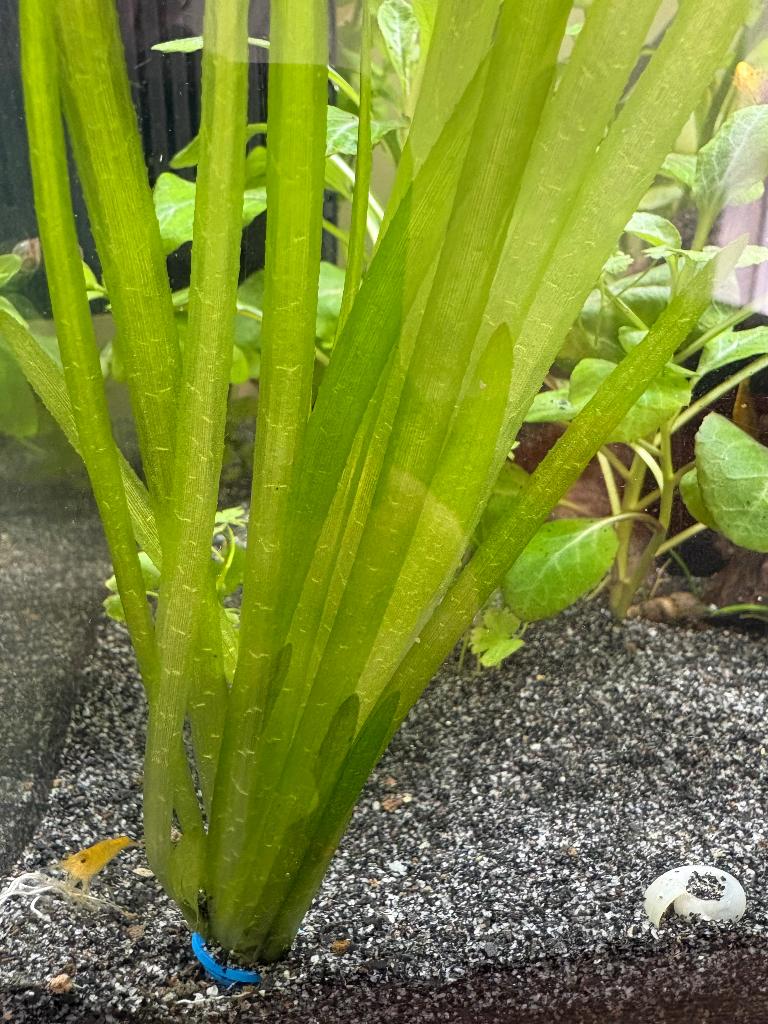 Vallisneria: 3 stekjes voor €1, Dieren en Toebehoren, Ophalen, Nieuw, Plant(en), Steen of Hout