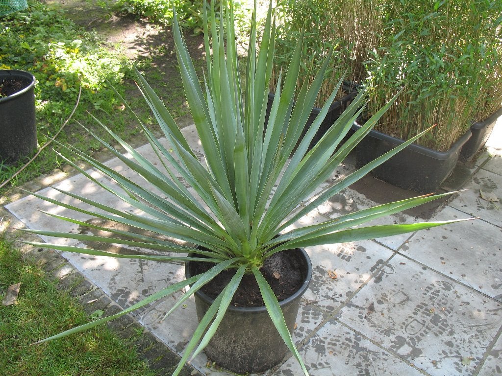 Yucca filamentosa palmlelie in grote pot,winterhard, Tuin en Terras, Planten | Tuinplanten, Ophalen