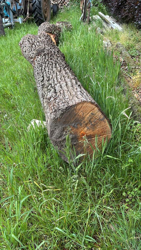 Stam perenboom te koop, Ophalen, Overige houtsoorten, 200 tot 250 cm