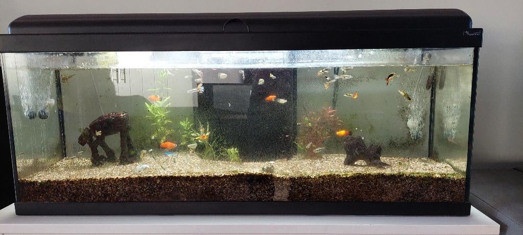 Aquarium 200 Lt, Ophalen, Inclusief vissen, Zo goed als nieuw, Gevuld zoetwateraquarium