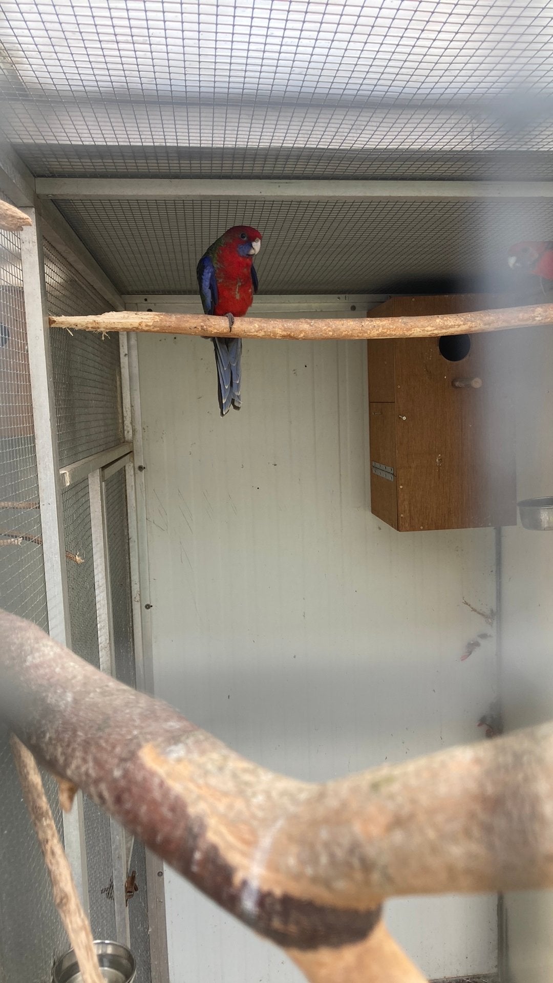 Pennant rosella s, Dieren en Toebehoren, Vogels | Parkieten en Papegaaien