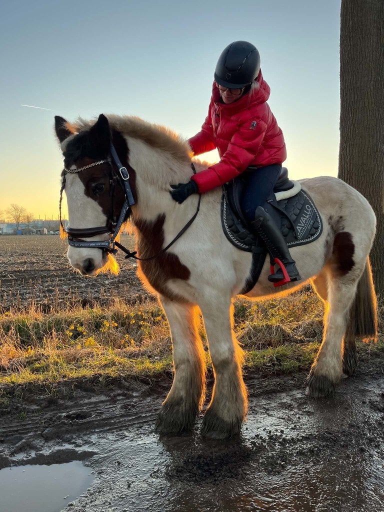 Bijrijder gezocht voor mijn lieve tinkermerrie, Minder dan 160 cm, Zadelmak, 11 jaar of ouder, Recreatiepaard