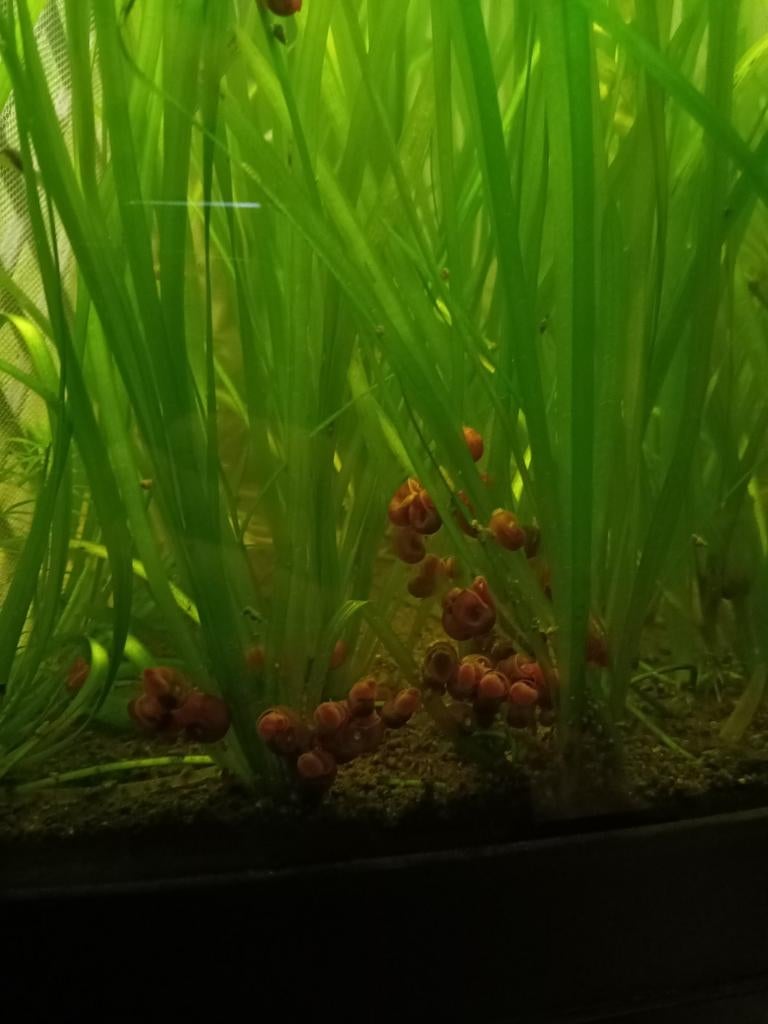 Escargots rouges