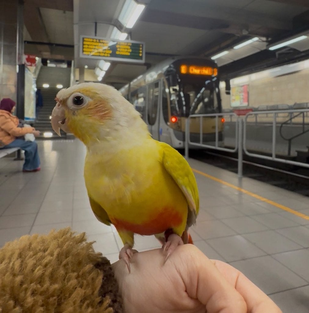 Pyrrhura conure molinae EAM, Sexe inconnu, Perroquet