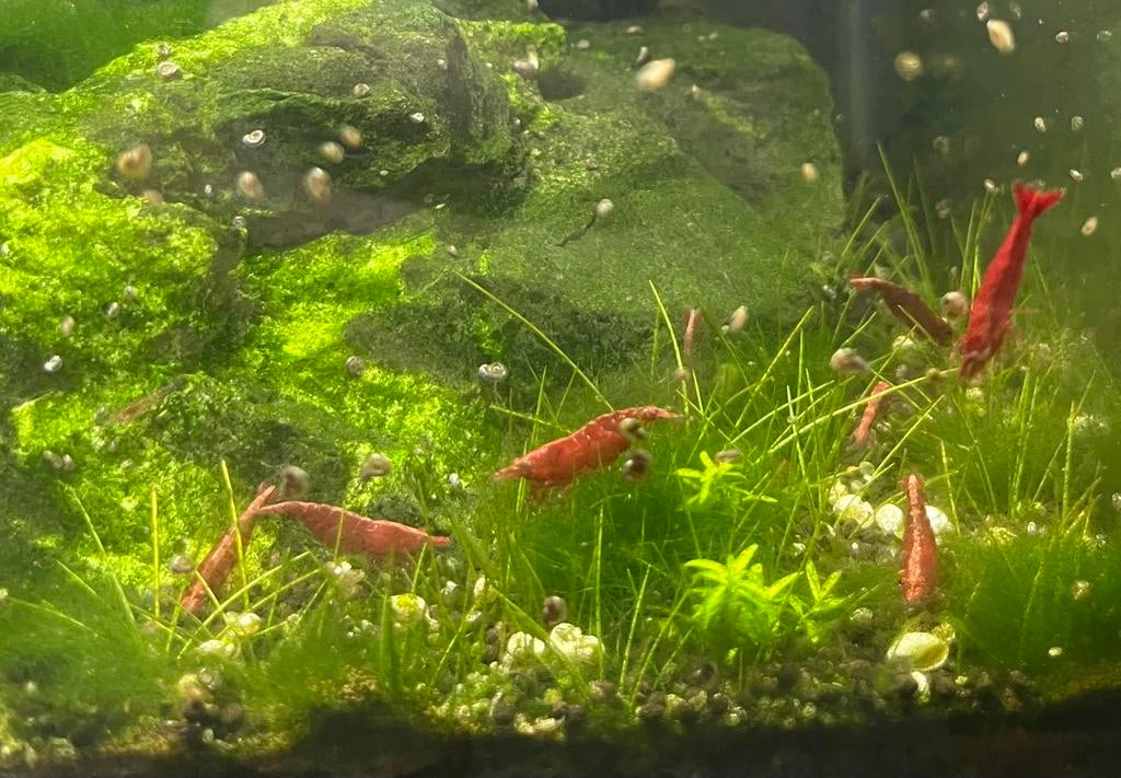 Redfire Neocardina, Enlèvement