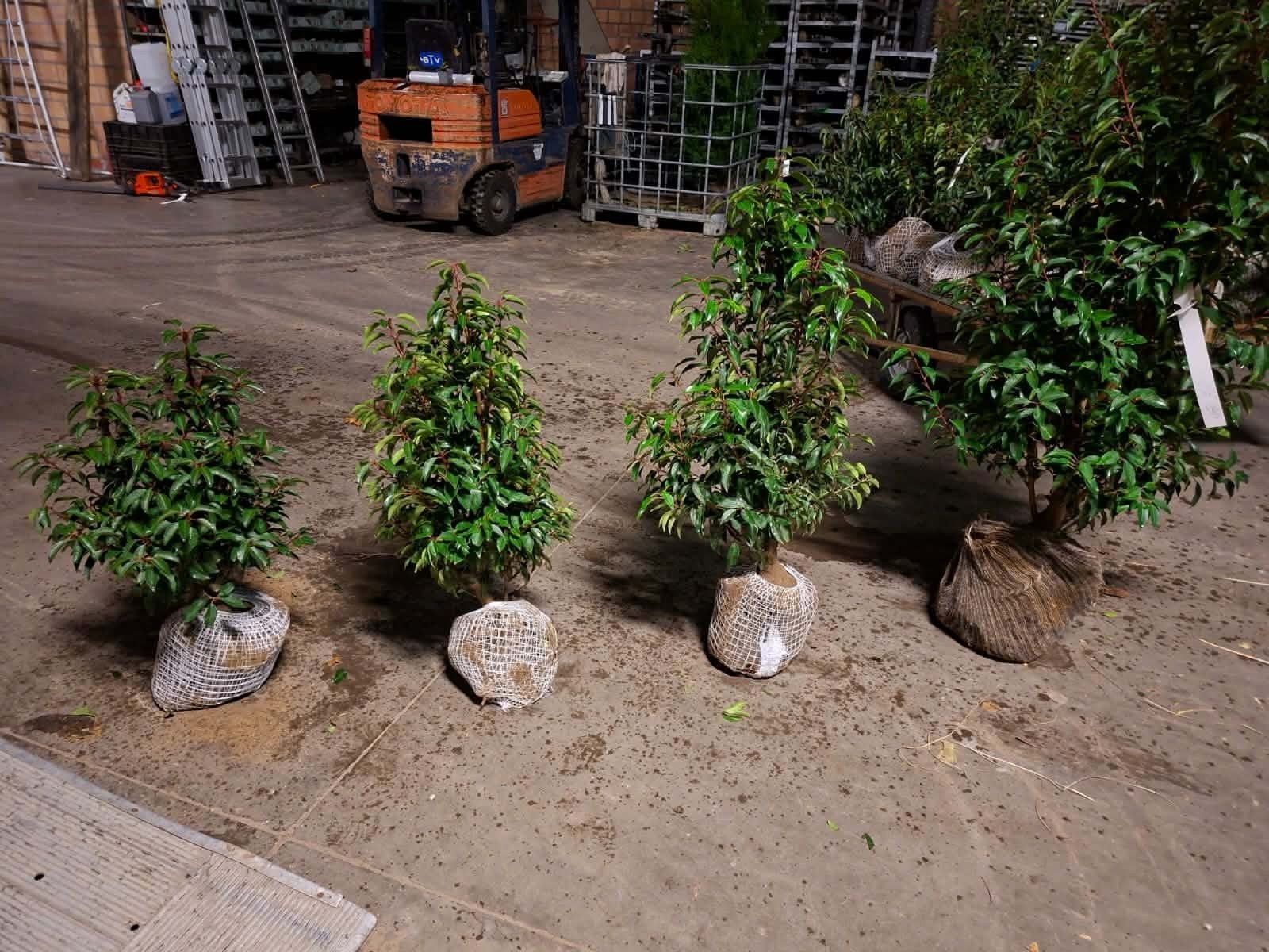 ‼️portugese laurier slechts 2per meter nodig ‼️, Ophalen, Laurier