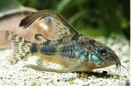 Corrydoras Palleatus Long Fin (volwassen)