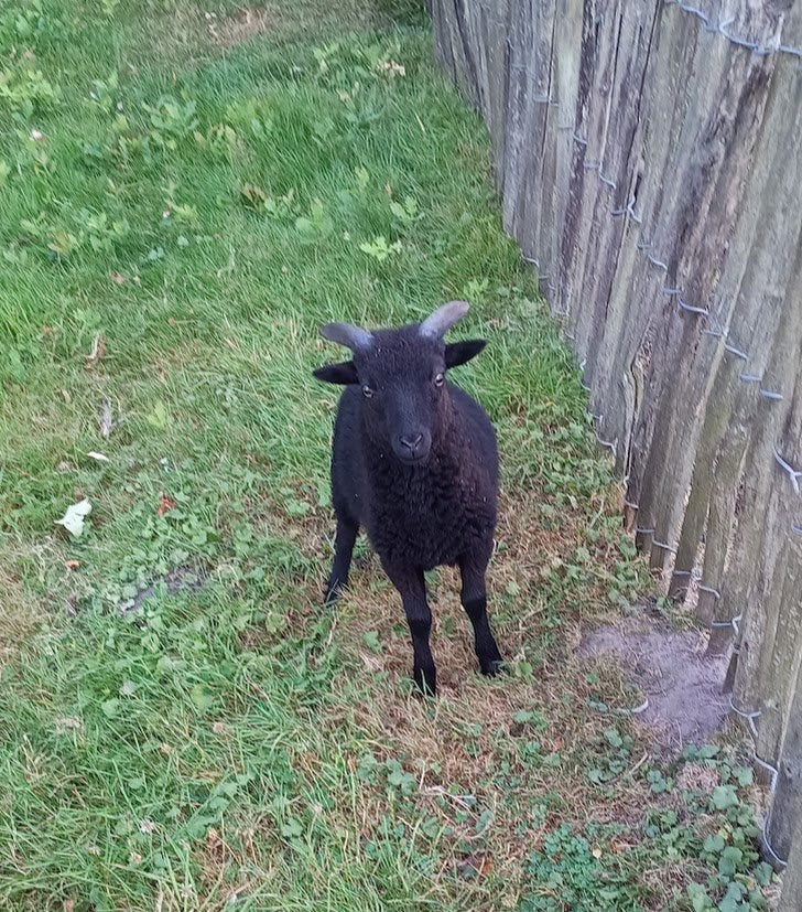Petit bélier intéressant, Animaux & Accessoires, Mâle, Mouton, 0 à 2 ans