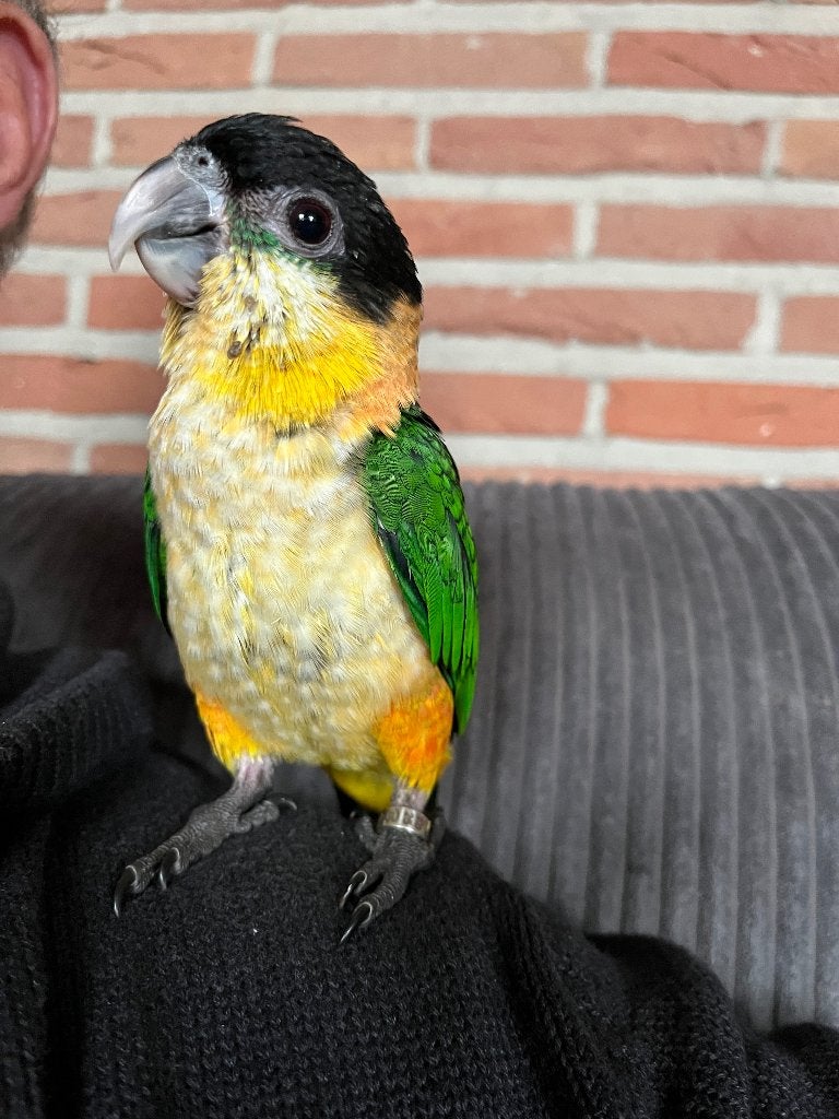 Super tamme zwartkop caiqeu, Sexe inconnu, Perroquet, Domestique