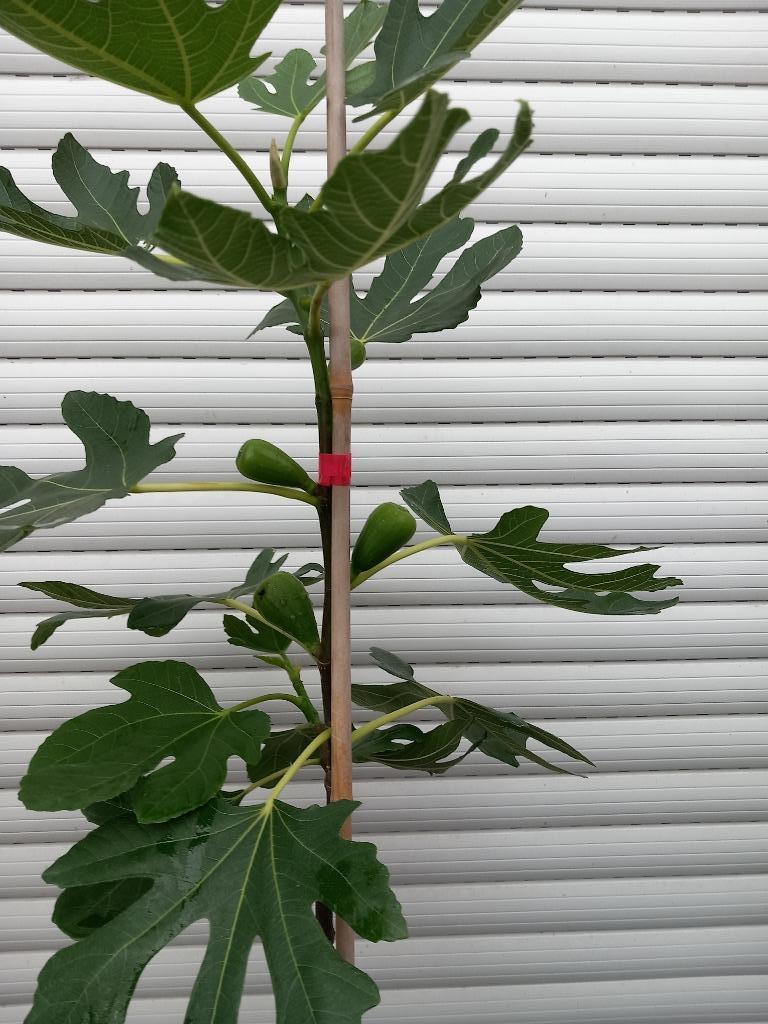 VIJGENBOOMPJES PRECOCE DE DALMATIË, +/- 1,5 meter, 15€/stuk, Tuin en Terras, Ophalen of Verzenden, Vaste plant, Fruitplanten, Volle zon