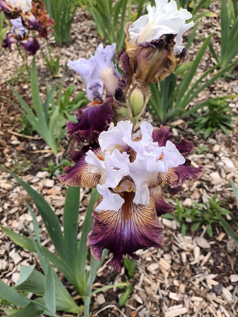 Iris, Tuin en Terras, Overige soorten, Volle zon, Vaste plant, Ophalen of Verzenden