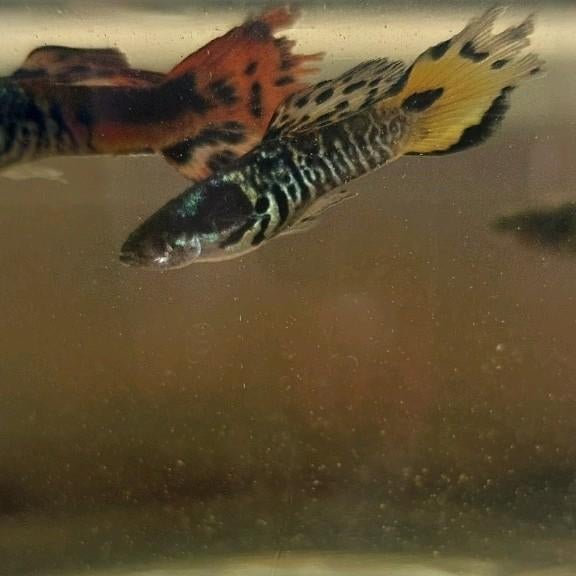 Guppy x endler kruisingen mannetjes