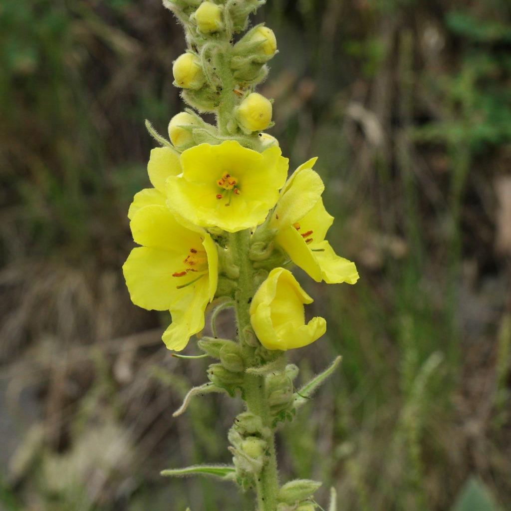 Graines de Verbascum jaune, Envoi, Graine