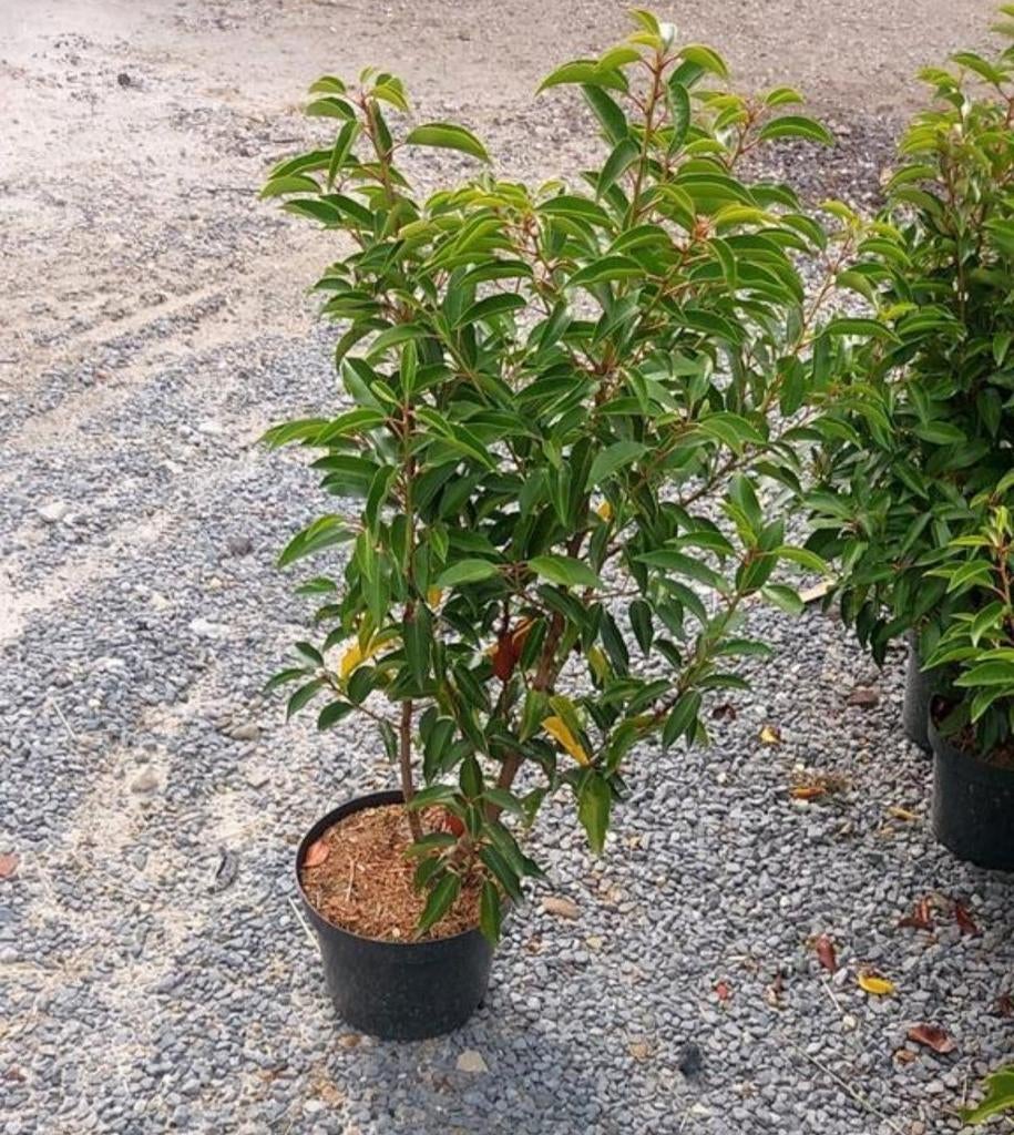 prunus lucitanica (Portugese laurier), Enlèvement, Laurier