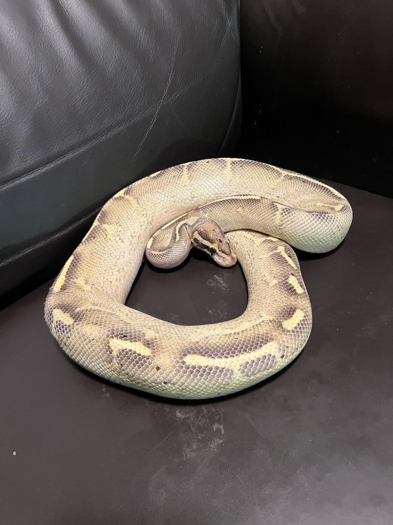 Ball python, Dieren en Toebehoren, Slang, Tam, 3 tot 6 jaar