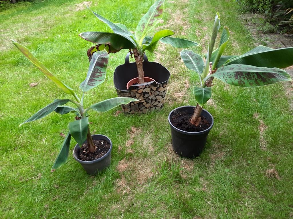 musa dwarf cavendish, Tuin en Terras, Ophalen, Lente