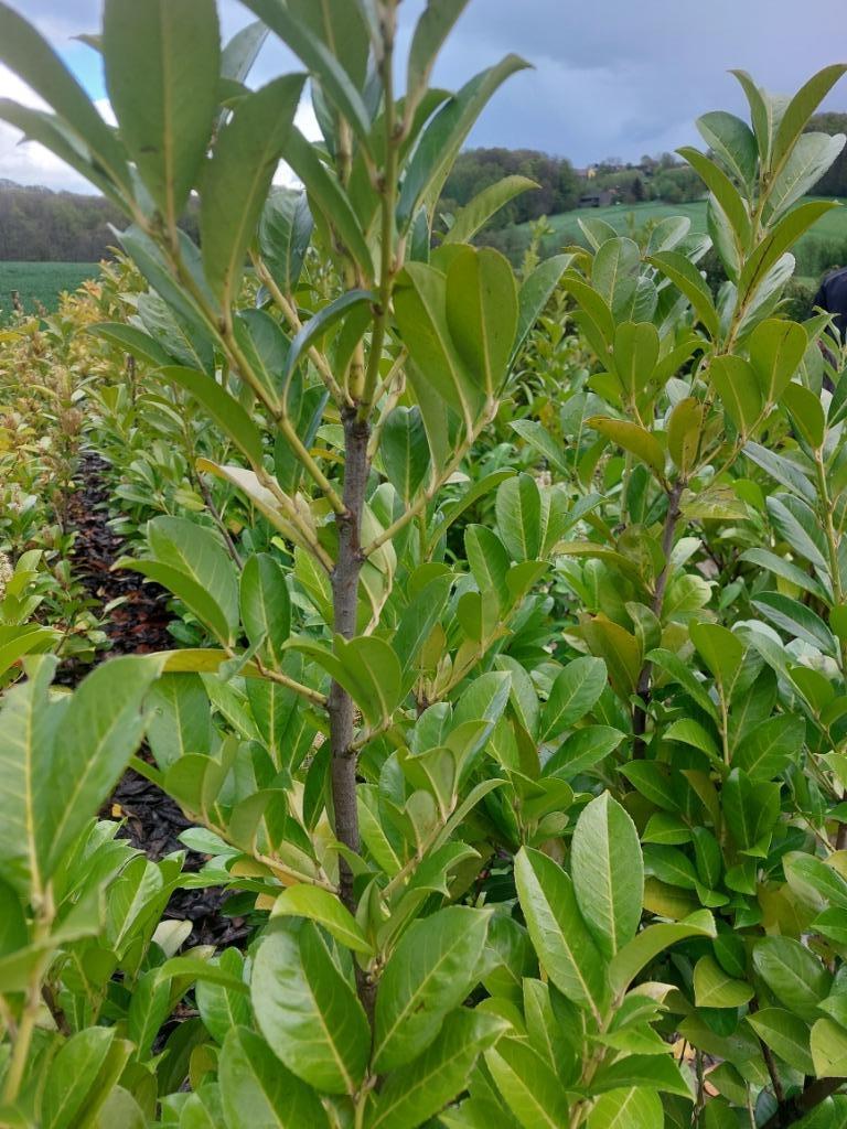 Laurierkers (paplaurier) Groenblijvende haagplant, Tuin en Terras, Planten | Struiken en Hagen, Haag, Laurier, 100 tot 250 cm