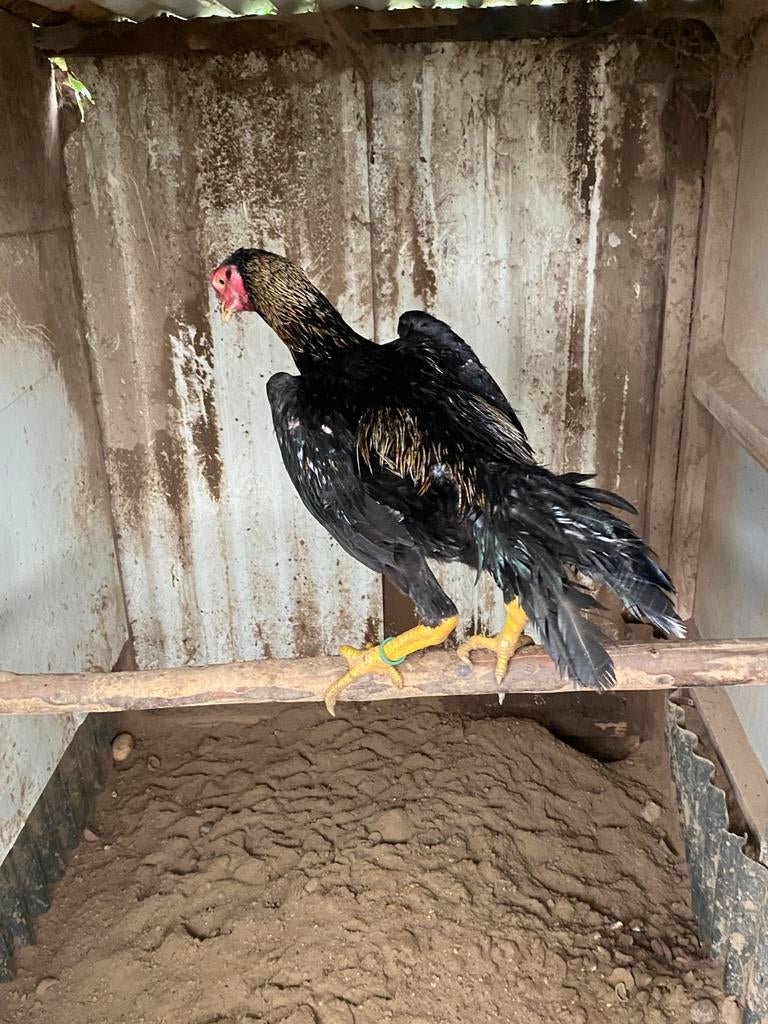 Shamo haan, Dieren en Toebehoren