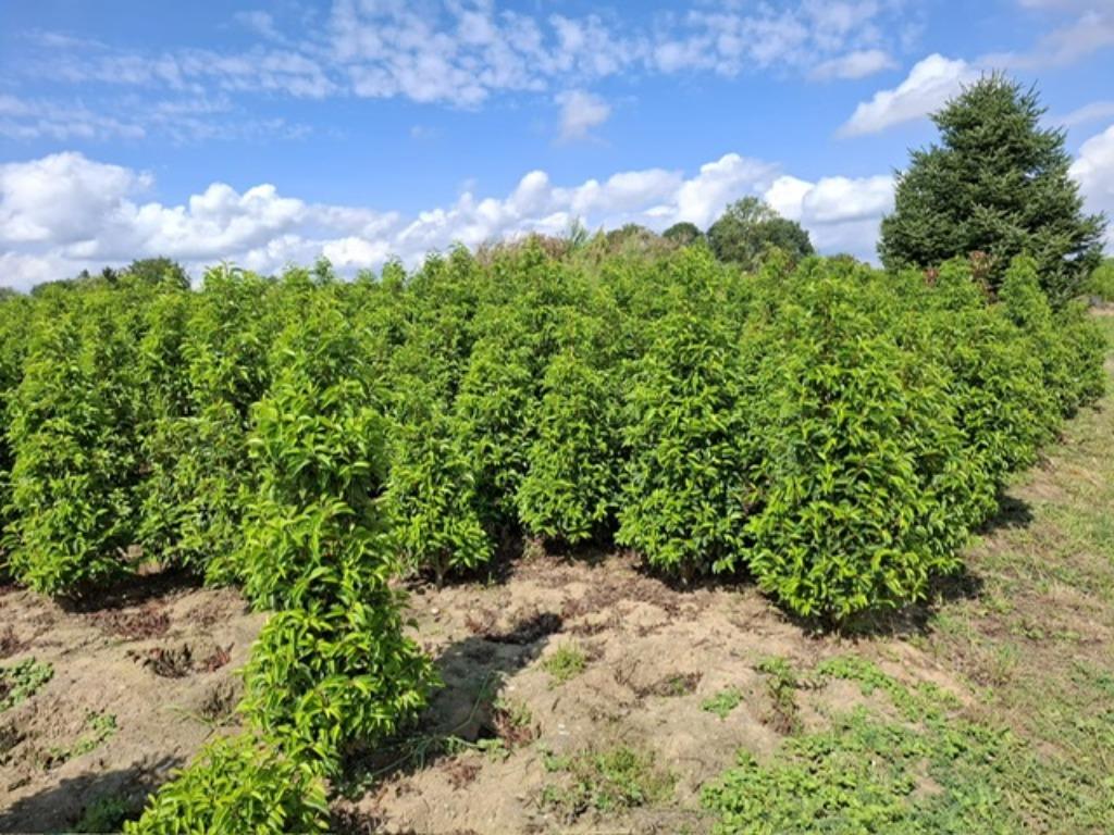 Portugese laurier en andere groenblijvende hagen, Tuin en Terras, Planten | Struiken en Hagen, Ophalen, Laurier, Haag