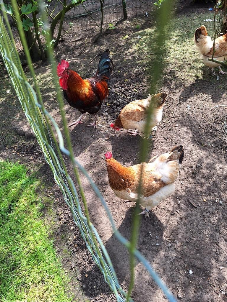 Broedeieren van marans tarwe