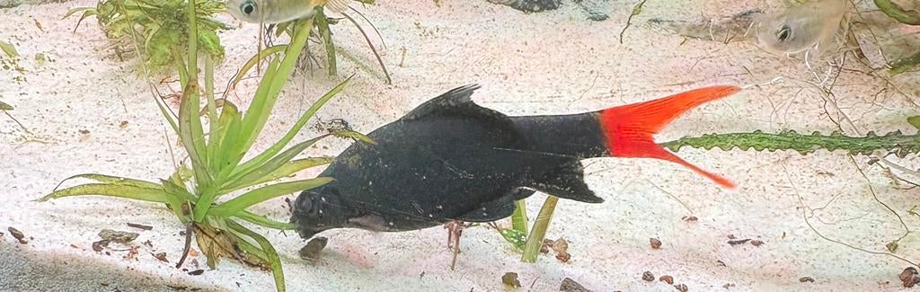 vuurstaart, Dieren en Toebehoren, Vissen | Aquariumvissen
