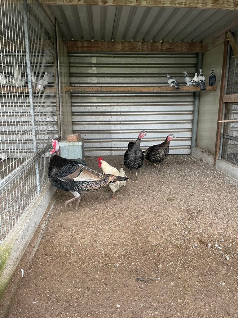 Kalkoenen, Plusieurs animaux, Dinde