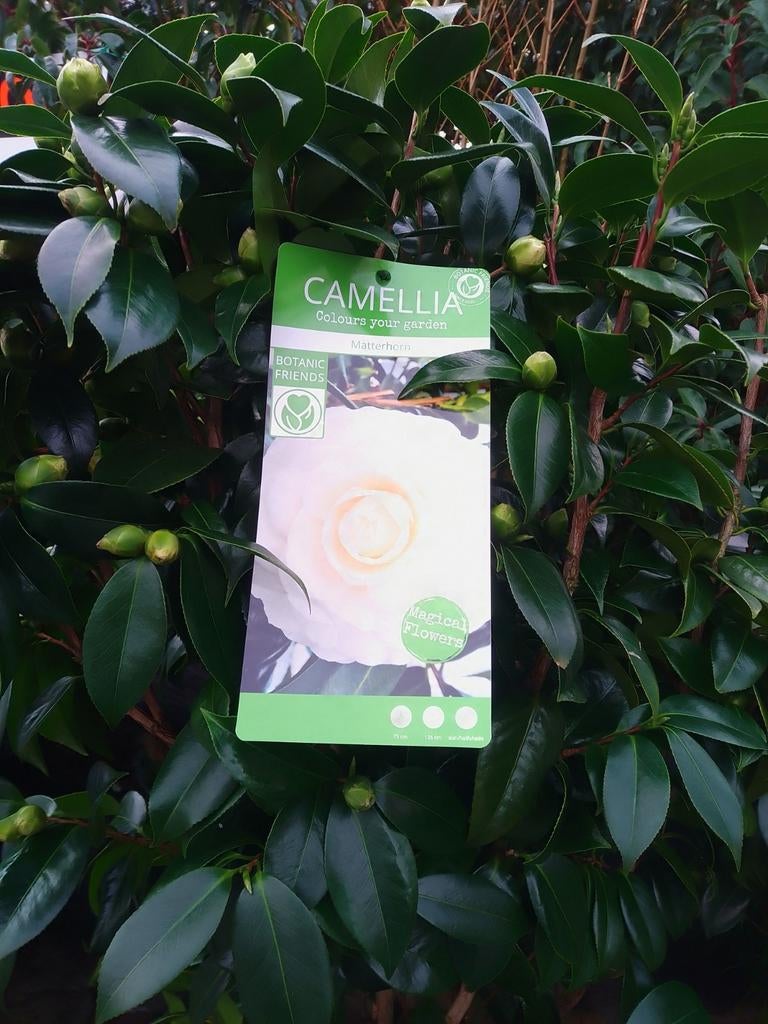 Camellia  japonica Matterhorn 100cm .wit. Lidl, Tuin en Terras, Ophalen, Haag