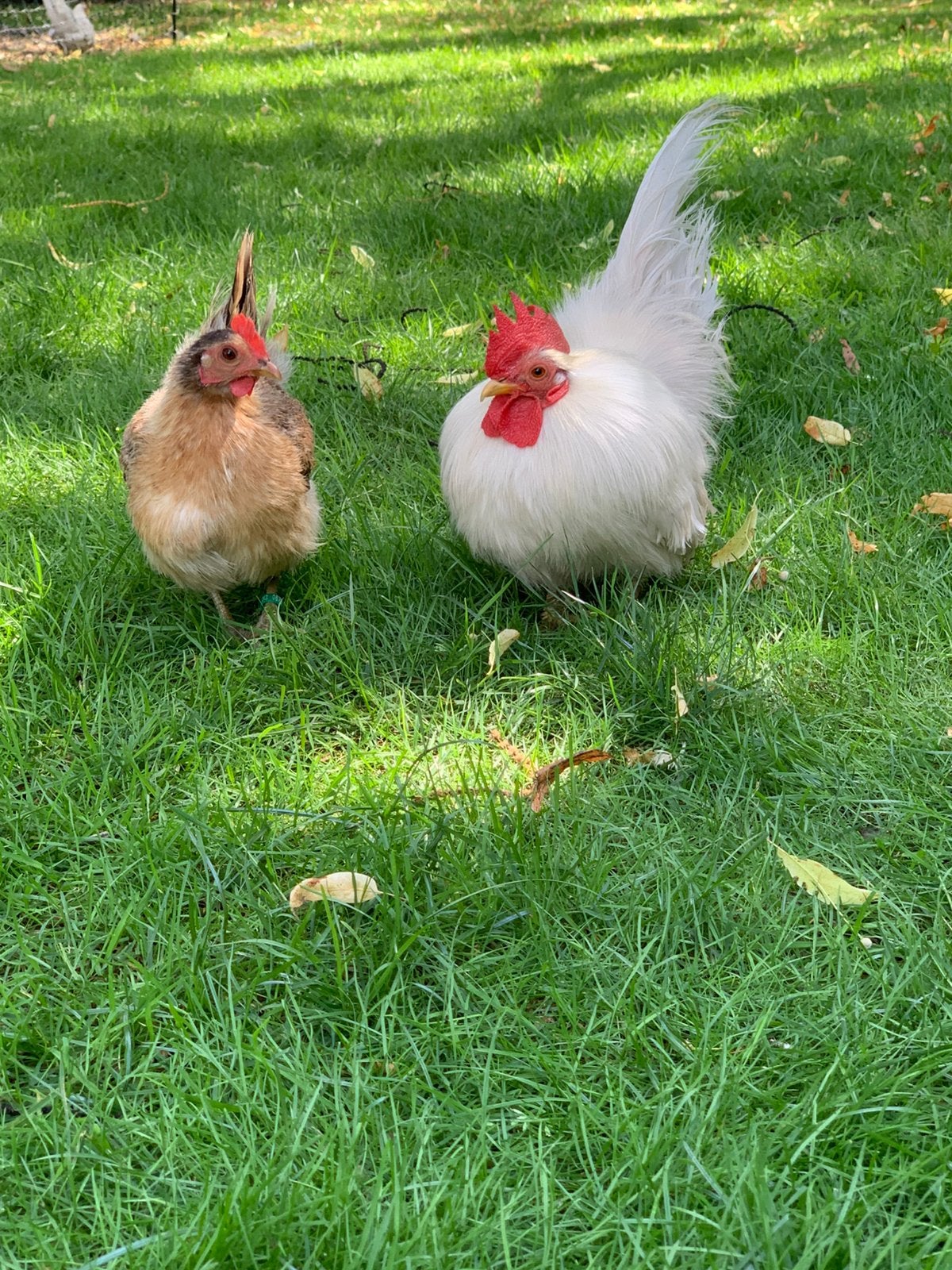 Serama soie de race pure, coq blanc et poule ou kuu, Animaux & Accessoires, Poule ou poulet