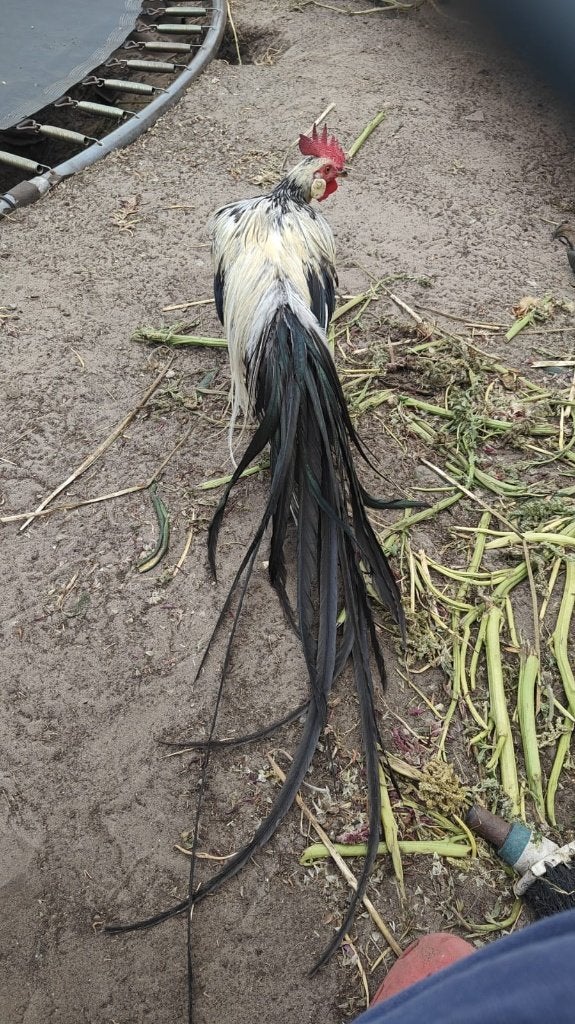 Onagadori  haan, Dieren en Toebehoren, Pluimvee, Mannelijk, Kip