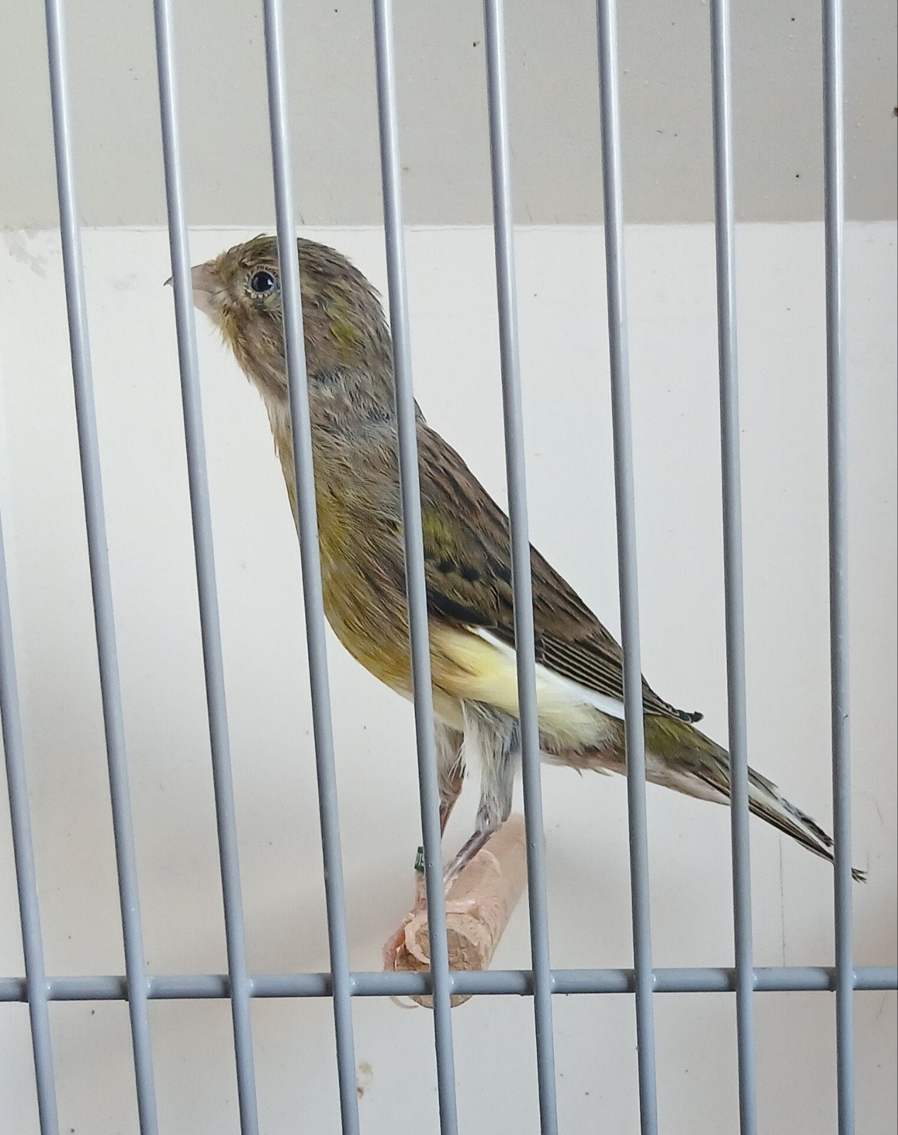 Llarguet Español kanaries, Dieren en Toebehoren, Vogels | Kanaries