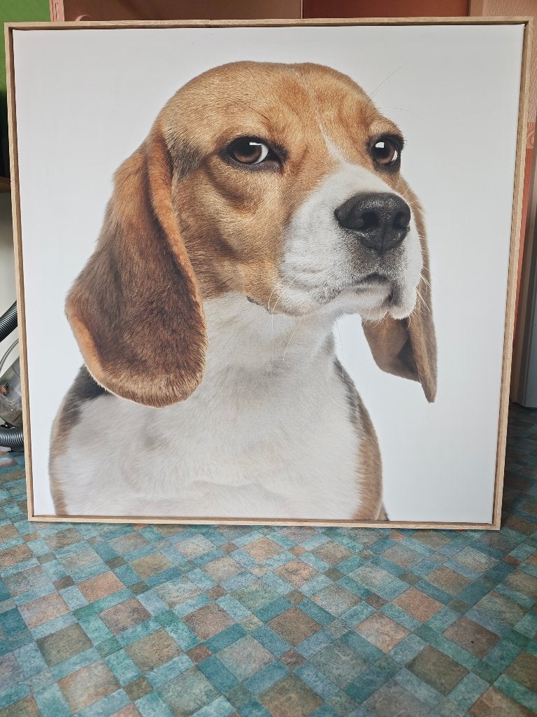 Portretfoto van een Beagle, Ophalen, Gebruikt, Dier