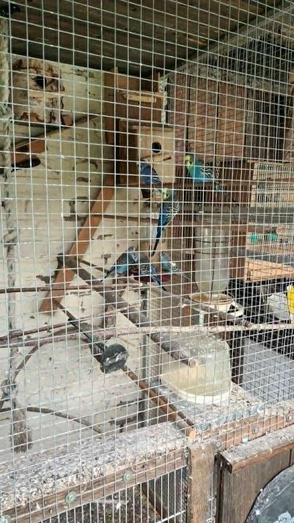 vogels, Dieren en Toebehoren, Meerdere dieren, Parkiet