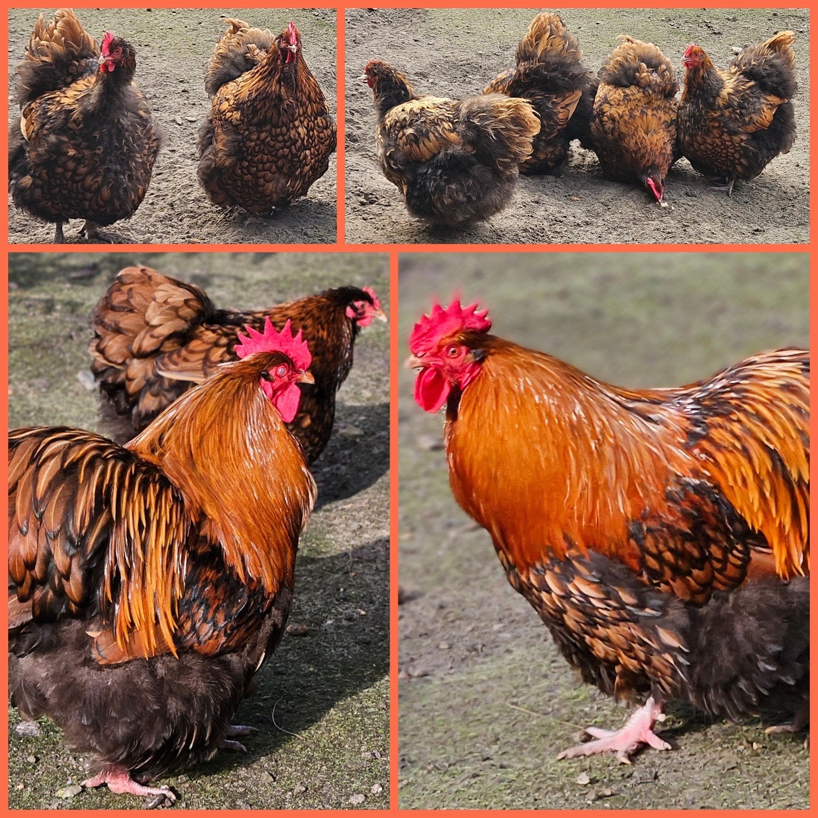 Orpingtons goud-zwart gezoomde kleurvariëtei, Dieren en Toebehoren, Pluimvee