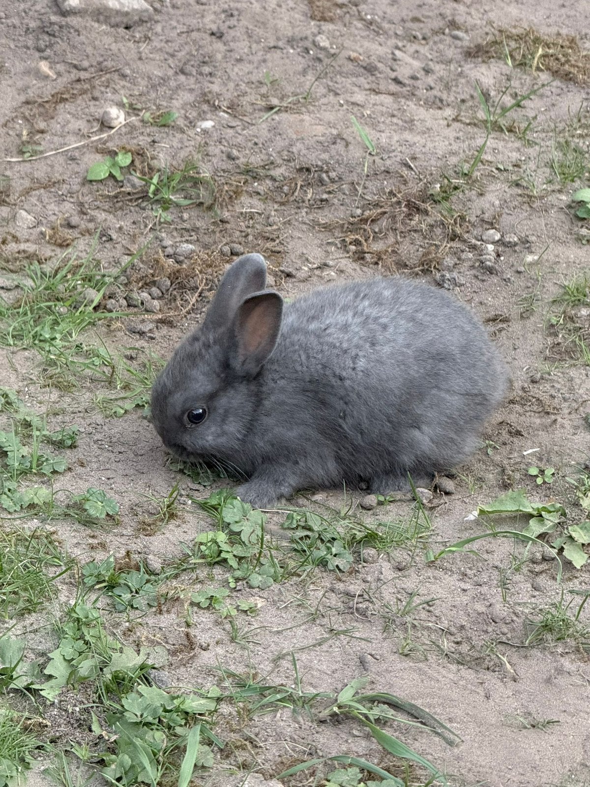 Super schattige konijnen te koop, Dieren en Toebehoren, Ophalen