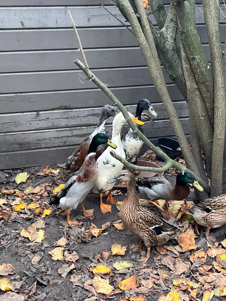 Eenden te koop, Dieren en Toebehoren, Pluimvee