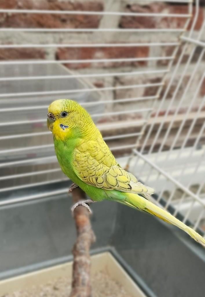 Grasparkiet Pop mei 2025, Dieren en Toebehoren, Vogels | Parkieten en Papegaaien, Vrouwelijk, Parkiet
