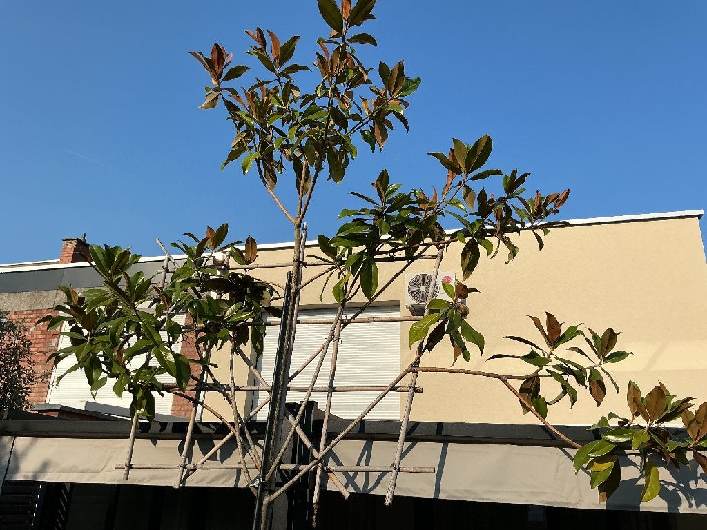 Magnolia grandiflora groenblijvend, Tuin en Terras, Ophalen, In pot