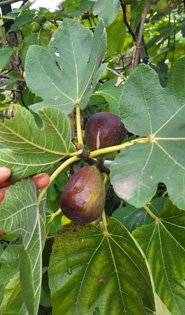 Figuiers (par pièce pour 25 euros), Jardin & Terrasse, Enlèvement