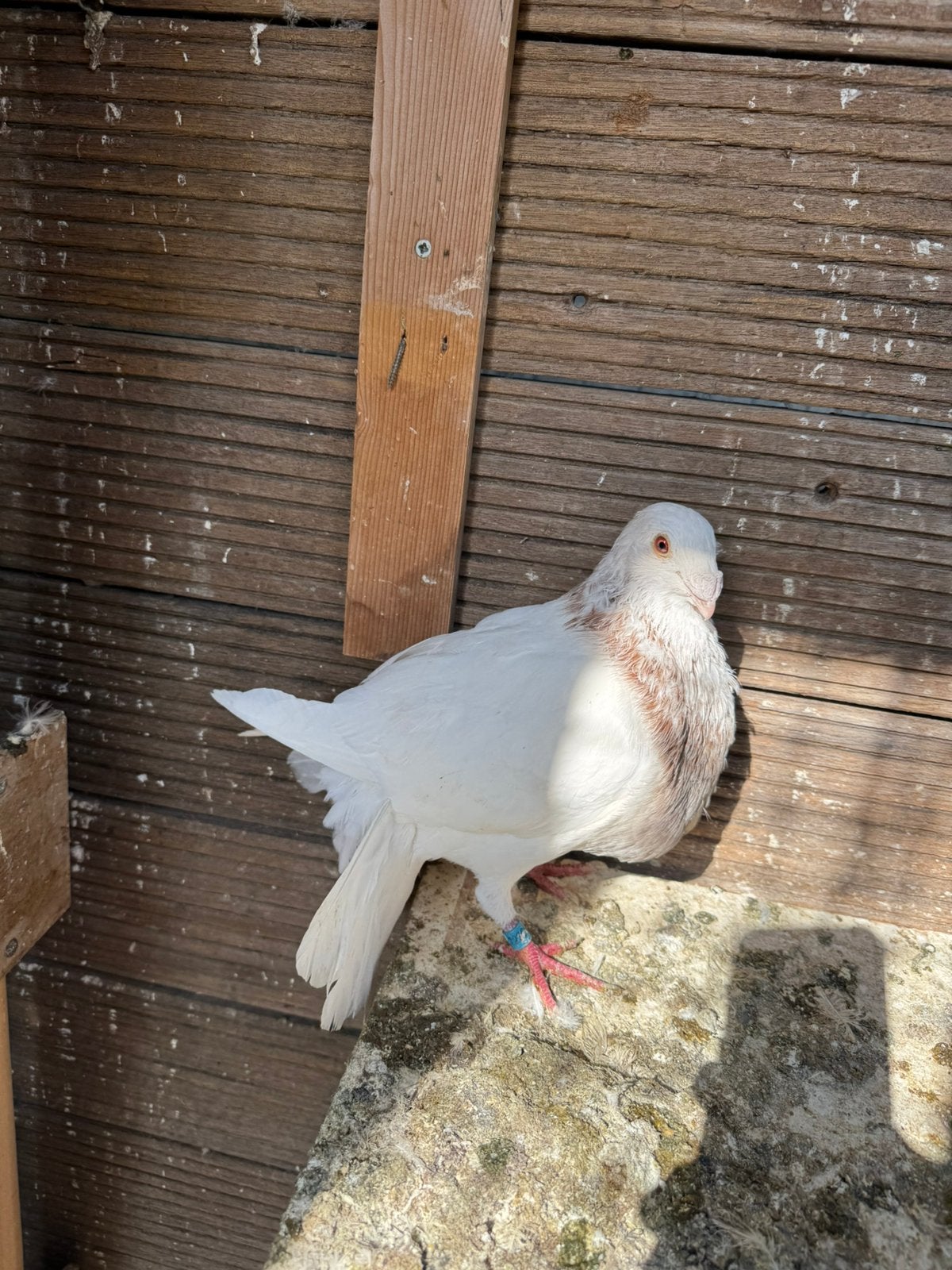 Duf, Dieren en Toebehoren