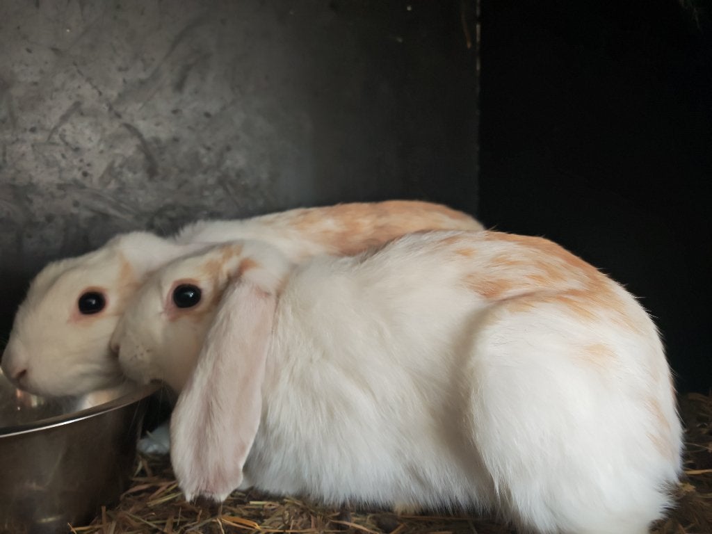 3 jongen dekrammen Nederlandse hangoren, Dieren en Toebehoren, Konijnen, Mannelijk, 0 tot 2 jaar