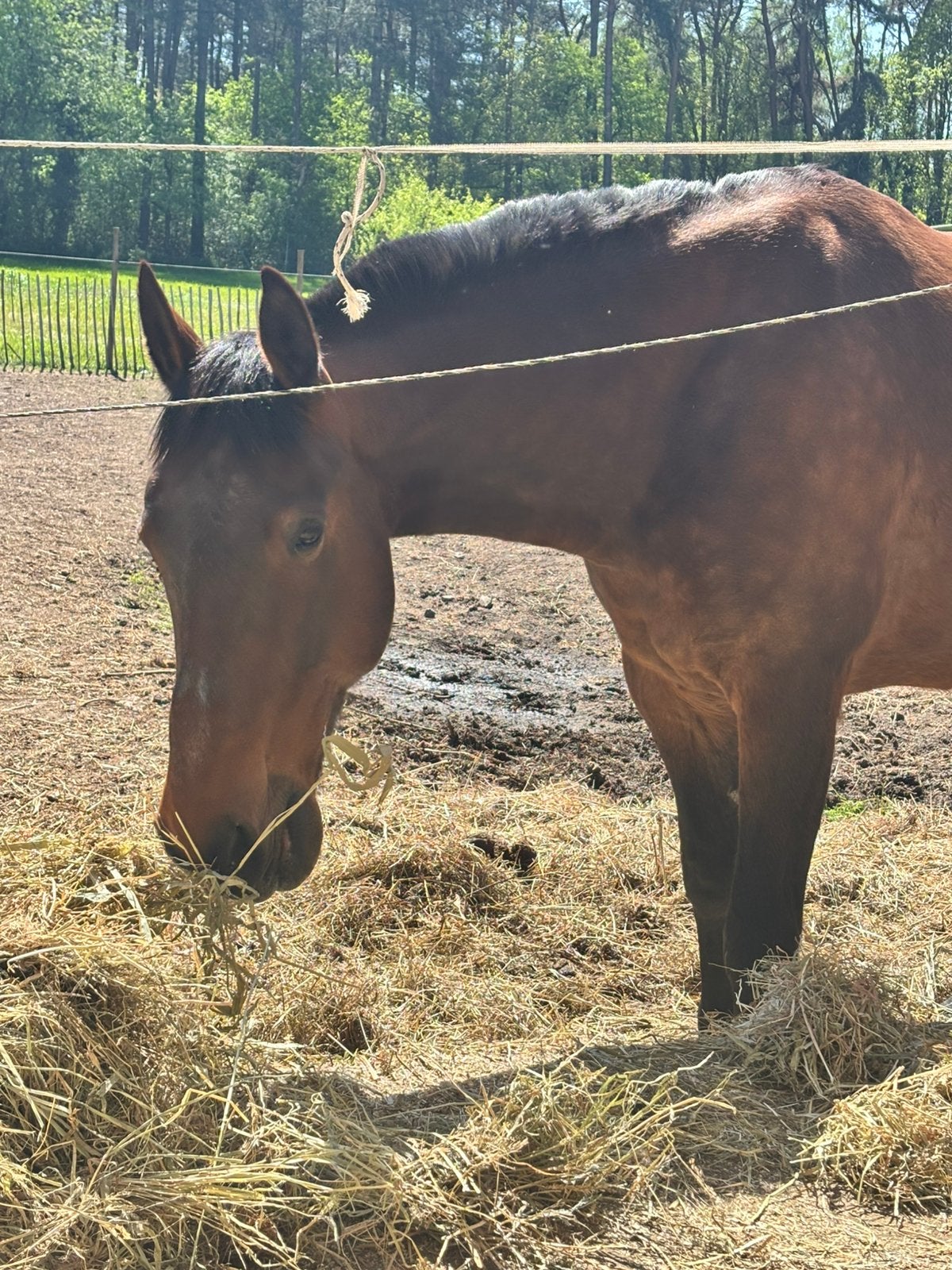 Paardenstalling/weide gezocht, Dieren en Toebehoren, Stalling